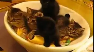 Смешные котики