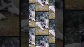 "Kangal Dog: Mighty & Strongest Canine Breed" #shorts #dog #doglover
