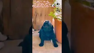 Cute Puppy Howling & Comforted by its Friend Sounds #doglover #dogvideos #dogs #baby #shorts #memes