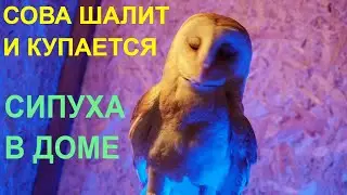 Сова шалит, купается и ругается - озорная сипуха Тютелька