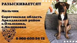 Пропала собака ! Мальчик , Саратовская область , Аркадакский р-он