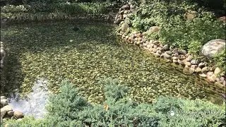 Маленький пруд с декоративным водопадом (Проект г. Москва)