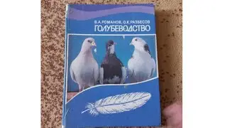 Споры о породах голубей. Алматинская и Гурьевская порода голубей. Откуда они взялись?