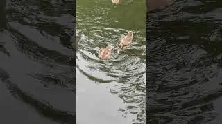 кормлю утят с карасиками