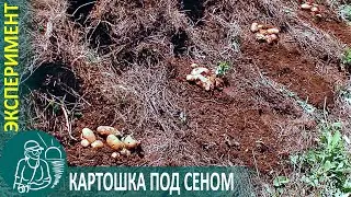 🌿 Growing Potatoes Under Hay - Gordeev’s Experiment