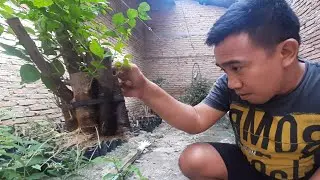cara cepat stek air anting putri keluar akar