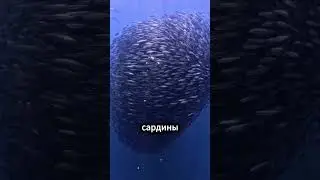 Если вы увидите это в море, бегите! 🏃💨🐟😱 
