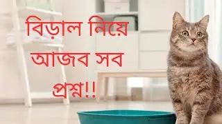 বিড়াল নিয়ে আপনাদের আজব সব প্রশ্ন 😅 বিড়াল কি পোল্ট্রি ফিড খেতে পারবে??