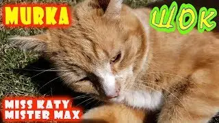 NEW 2020 !!! Мистер Макс и Мисс Кейти в ШОКЕ Кошка Мурка потерялась | Mister Max & Miss Katy