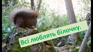 Всі люблять білочку. #природаукраїни #лелекагрицько #nature