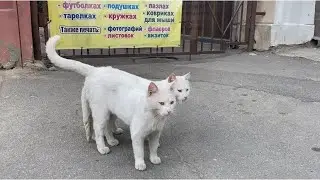 ХЕРСОН 14.06.22 !!! 🐈❤️☀️