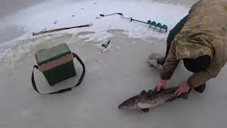 Налим 7 кг на блесну