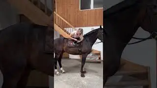New challenge? 🐴 