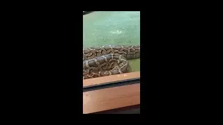 Baby anaconda