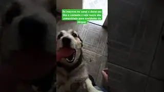 Surpresa!! A fofura do cachorro vidente tricolor #shorts