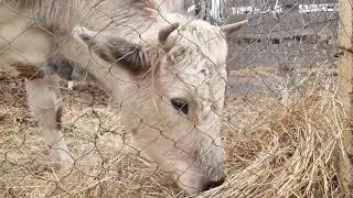 Почему я купила телочку, и где корова Зорька🐮😔