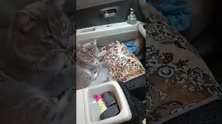 Собака кот