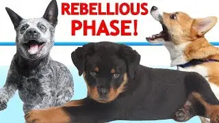 How To Train a Dog Going Through the 