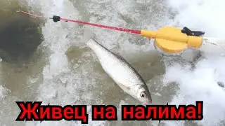 Ловля живца на поставушки!