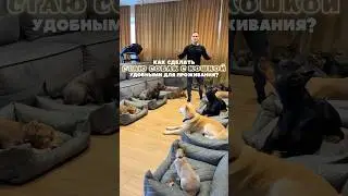 Как помирить кошку с собакой? Собаку с собакой? Беспокоит поведение собак? Кинологи не помогают?