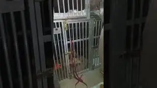 БУЛЛИСОН ПОЕХАЛ В КАЗАНЬ... надёжный  перевозчик животных - Анастасия Музыка (+7 918 411-22-98)