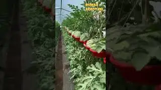 Begini Menanam Semangka dengan Ajir