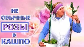 Букет РОЗ на одной ветке. Давно ждала эти новинки. Как прошла зимовка РОЗ?