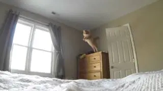 Tabasco Jump - 10% speed with frame blending in After Effects (GoPro)