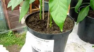 PODA DEL PIMIENTO 
