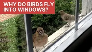 Why Do Birds Fly Into Windows?