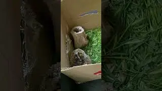 Ушастая гвардия пополняется 🦉🦉🦉