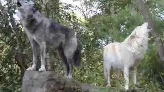 Qeni Kök Börü | Hani Gökbörü