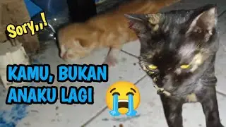 Kisah anak kucing di tinggal induknya || kucing oren | funny videos
