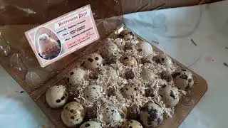 Упаковка инкуб яйца куриного и перепелиного/Купить яйцо почтой/Онлайн покупка