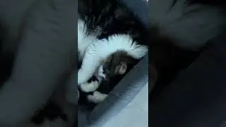 My Cat KOKO Sleep time #shorts