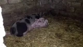 Опорос свиней.....