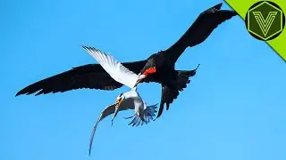 FRIGATEBIRD — the sky gangster feared by all seabirds! Frigatebird vs sea turtle and flying fish!