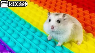 🐹 Хомяк сбегает из Pop It лабиринта #Shorts 🐹 Хомура Хам