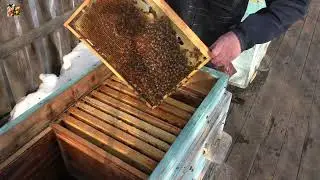 Как зимует Бакфаст на севере?