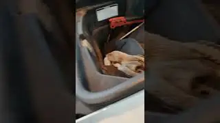 Это психическое заболевание!