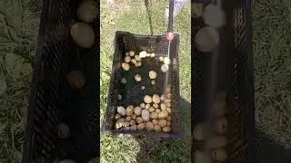 как почистить картоху при помощи  karcher