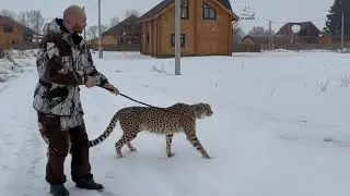 Cheetah Gerda and her new journey! 