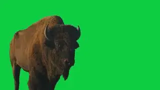 Real Bison Facing Camera |  Green Screen [FREE USE]