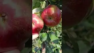 Гибрид яблони Ханикрисп с Белорусским сладким 22.09.23
