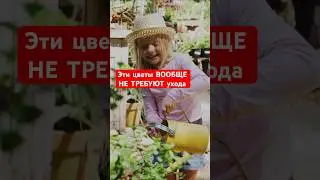 КРАСИВЫЕ и НЕПРИХОТЛИВЫЕ, которые можно НЕ ПОЛИВАТЬ летом