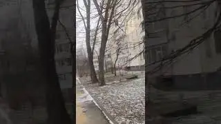 Зима для собак 2023 Китайский Шарпей