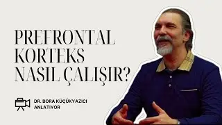 Ön Beyin ve Prefrontal Korteks: İrade ve Karar Verme Merkezi!