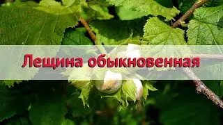 Лещина обыкновенная обыкновенная 🌿 Обзор: посадка и уход. крупномеры лещины: описание и особенности