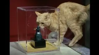 The IMF's Rusty the Cat Burglar Steals 