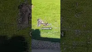 Farm Animals Team Up to Defeat Hawk!